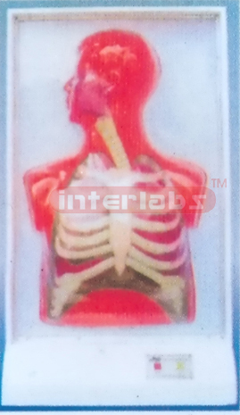 HUMAM ELECTRICAL RESPIRATORY SYSTEM MODEL